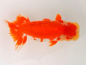 宮城山形八戸 西関脇　和井内貴久　宮城伊達