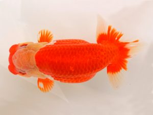 宮城山形八戸 東小結　川村祐孝　宮城伊達