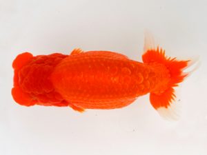 宮城山形八戸 西小結　松田　勝　宮城伊達