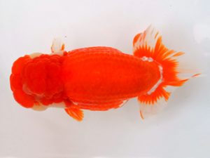 宮城山形八戸　安田光伸　八戸