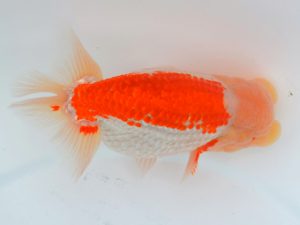 宮城山形八戸 勧進元一 　黒はばき浩之　宮城伊達