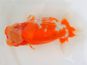 宮城山形八戸 勧進元二　安田光伸　八戸