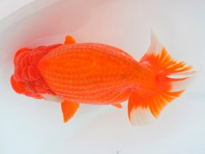 宮城山形八戸 行司一　田中孝俊　宮城伊達