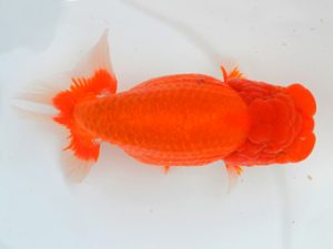 宮城山形八戸 行司二　奥津虎之介　宮城伊達