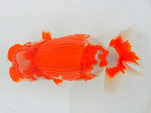 宮城山形八戸 行司三　笠松義正　宮城伊達