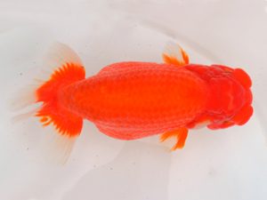 宮城山形八戸 脇行司一　大場晋二　宮城伊達