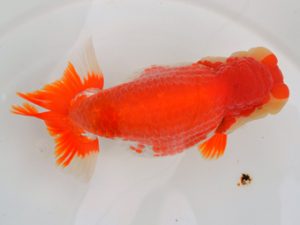 宮城山形八戸 脇行司二　黒はばき浩之　宮城伊達