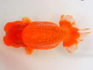 宮城山形八戸　西大関　光山郁雄　山形