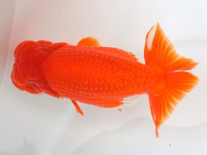 宮城山形八戸　立行司　大場晋二　宮城伊達