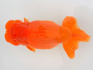 宮城山形八戸　取締一　大場晋二　宮城伊達