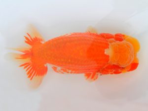 宮城山形八戸 東関脇　安田光伸　八戸