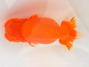 宮城山形八戸 西関脇　奥津虎之介　宮城伊達