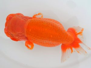 宮城山形八戸 東小結　和井内貴久　宮城伊達