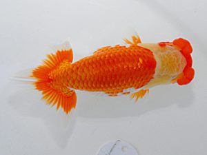 岡山錦鱗会 東大関 小笠原義照 浅口 岡山錦鱗会 東大関 小笠原義照 浅口