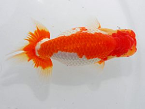 岡山錦鱗会 東勧進元 藤原博文 徳島 岡山錦鱗会 東勧進元 藤原博文 徳島