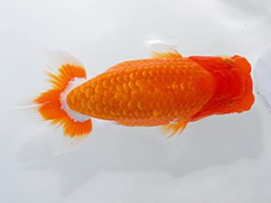 岡山錦鱗会 西勧進元 丹下 常 愛媛 岡山錦鱗会 西勧進元 丹下 常 愛媛