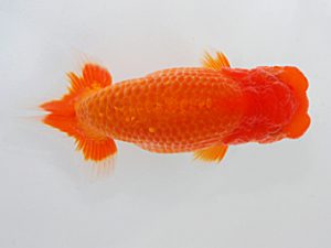 岡山錦鱗会 行司一 佐々木通広 新居浜 岡山錦鱗会 行司一 佐々木通広 新居浜