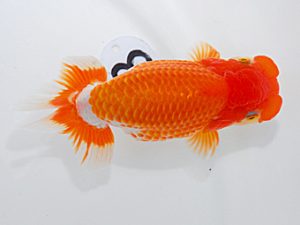 岡山錦鱗会 行司二 鈴木ミカ 倉敷 岡山錦鱗会 行司二 鈴木ミカ 倉敷