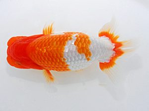 岡山錦鱗会 行司三 阿部晴樹 今治 岡山錦鱗会 行司三 阿部晴樹 今治