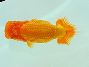 岡山錦鱗会 東脇行司 寒川秀春 香川 岡山錦鱗会 東脇行司 寒川秀春 香川