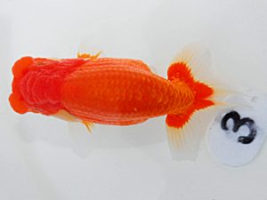 岡山錦鱗会 立行司 三宅一共 浅口 岡山錦鱗会 立行司 三宅一共 浅口