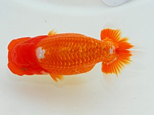 岡山錦鱗会 東取締 橋村健太 呉 岡山錦鱗会 東取締 橋村健太 呉