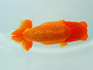 岡山錦鱗会 西取締 川村和己 高知
岡山錦鱗会 西取締 川村和己 高知