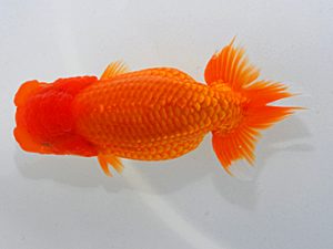 岡山錦鱗会 東関脇 田代史郎 児島 岡山錦鱗会 東関脇 田代史郎 児島