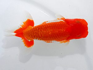 岡山錦鱗会 西関脇 佐々木勝利 松山 岡山錦鱗会 西関脇 佐々木勝利 松山