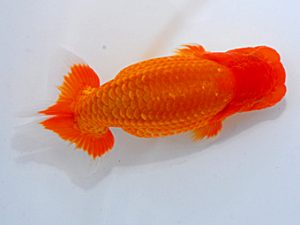 岡山錦鱗会 西小結 瀬野正樹 徳島 岡山錦鱗会 西小結 瀬野正樹 徳島