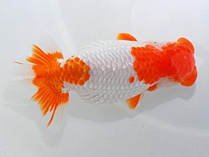 岡山錦鱗会 東大関 小笠原義照 浅口 岡山錦鱗会 東大関 小笠原義照 浅口