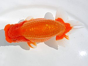 岡山錦鱗会 東勧進元 竹居正成 高松 岡山錦鱗会 東勧進元 竹居正成 高松