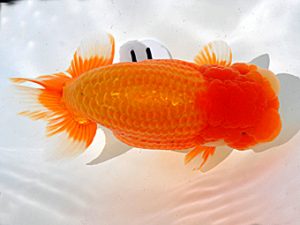 岡山錦鱗会 西勧進元 胡本佳孝 玉野 岡山錦鱗会 西勧進元 胡本佳孝 玉野