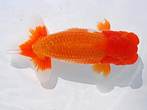 岡山錦鱗会 行司一 竹内誠司 愛媛 岡山錦鱗会 行司一 竹内誠司 愛媛