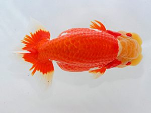 岡山錦鱗会 行司二 高原 豊 笠岡 岡山錦鱗会 行司二 高原 豊 笠岡