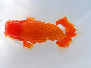 岡山錦鱗会 東脇行司 福田久志 倉敷 岡山錦鱗会 東脇行司 福田久志 倉敷