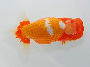 岡山錦鱗会 西脇行司 河合隆章 倉敷 岡山錦鱗会 西脇行司 河合隆章 倉敷