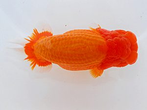 岡山錦鱗会 田淵貴利 香川 岡山錦鱗会 西大関 田淵貴利 香川