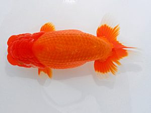 岡山錦鱗会 立行司 田中茂規 玉野 岡山錦鱗会 立行司 田中茂規 玉野