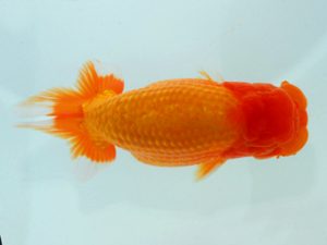 岡山錦鱗会 東取締 河合隆章 倉敷 岡山錦鱗会 東取締 河合隆章 倉敷