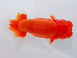 岡山錦鱗会 西取締 川村和己 高知 岡山錦鱗会 西取締 川村和己 高知