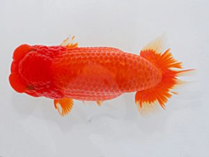 岡山錦鱗会 東関脇 東 隆広 岡山 岡山錦鱗会 東関脇 東 隆広 岡山