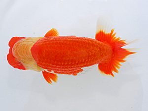 岡山錦鱗会 西関脇 田中茂規 玉野 岡山錦鱗会 西関脇 田中茂規 玉野