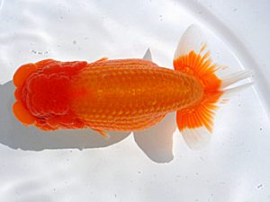 岡山錦鱗会 西小結 佐々木通広 新居浜 岡山錦鱗会 西小結 佐々木通広 新居浜