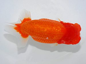 岡山錦鱗会 東大関 尾濱英治 呉 岡山錦鱗会 尾濱英治 呉