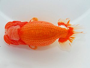 岡山錦鱗会 東勧進元 鈴木ミカ 倉敷 岡山錦鱗会 東勧進元 鈴木ミカ 倉敷