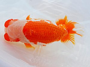 岡山錦鱗会 西勧進元 林 淳 鳴門 岡山錦鱗会 西勧進元 林 淳 鳴門