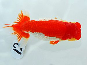 岡山錦鱗会 行司一 粱原隆夫 倉敷 岡山錦鱗会 行司一 粱原隆夫 倉敷