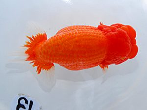 岡山錦鱗会 行司二 田中 勉 香川 岡山錦鱗会 行司二 田中 勉 香川