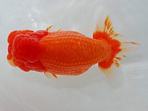 岡山錦鱗会 行司三 石田徳太郎 吉野川 岡山錦鱗会 行司三 石田徳太郎 吉野川